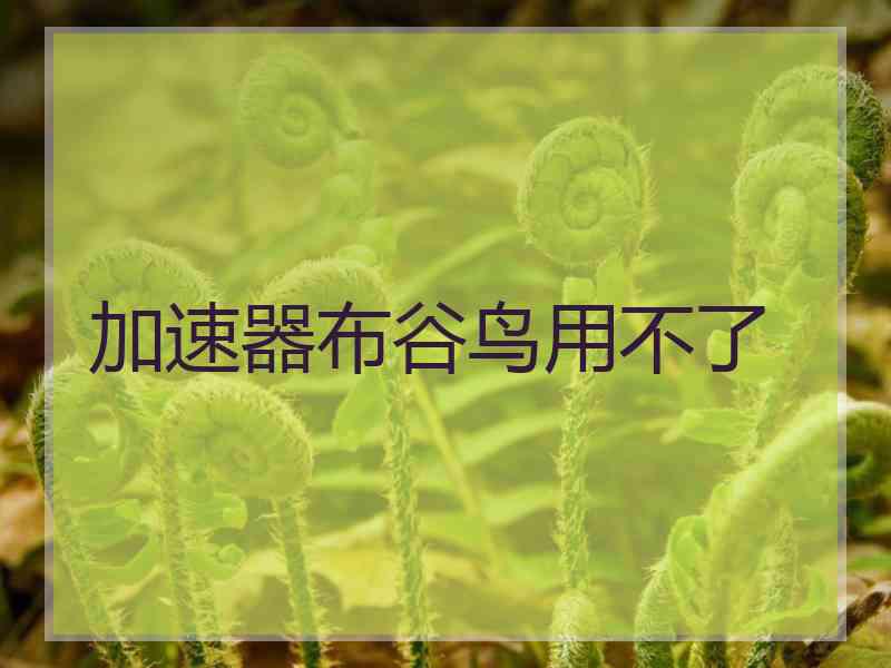加速器布谷鸟用不了