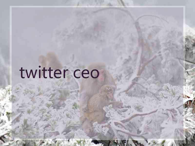 twitter ceo